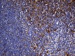 CYTH4 Antibody in Immunohistochemistry (Paraffin) (IHC (P))