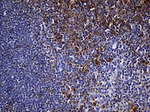 CYTH4 Antibody in Immunohistochemistry (Paraffin) (IHC (P))