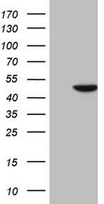 CYTH4 Antibody in Western Blot (WB)