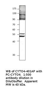 Cytohesin 4 Polyclonal Antibody
