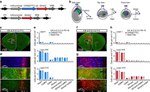 CaMKII alpha/beta/delta Antibody in Immunohistochemistry (IHC)