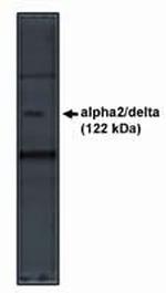 CACNA2D1 Polyclonal Antibody
