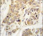 CDH8 Antibody in Immunohistochemistry (IHC)