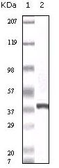 Calcyclin Antibody in Western Blot (WB)