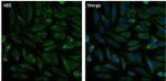 Calnexin Monoclonal Antibody (AF18), Alexa Fluor™ 488