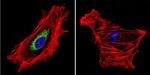 Calpain S1 Antibody in Immunocytochemistry (ICC/IF)