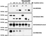 Calreticulin Antibody in Western Blot (WB)