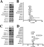 Sarcalumenin Antibody in Western Blot (WB)