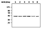 CK1 epsilon Antibody in Western Blot (WB)
