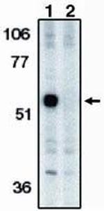 Caspase 12 Antibody in Western Blot (WB)