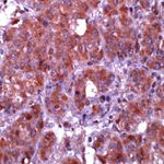 Caspase 10 Antibody in Immunohistochemistry (IHC)