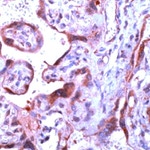 Caspase 1 Polyclonal Antibody