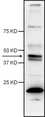 Caspase 4 Antibody in Western Blot (WB)