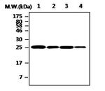 Cathepsin H Antibody in Western Blot (WB)