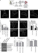 Cathepsin B Monoclonal Antibody (4B11)