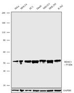 HDAC1 Recombinant Superclonal™ Antibody (3HCLC)