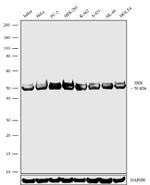 DEK Antibody in Western Blot (WB)