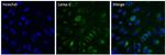 LAMP2 Antibody in Immunocytochemistry (ICC/IF)
