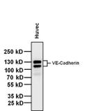 VE-cadherin Antibody in Western Blot (WB)