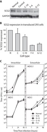 Chromogranin C Antibody in Western Blot (WB)