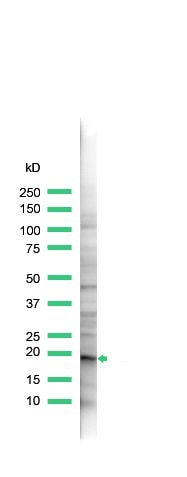 Claudin 1 Antibody in Western Blot (WB)