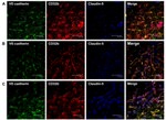 Claudin 5 Antibody in Immunohistochemistry (IHC)