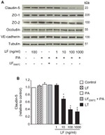 Claudin 5 Antibody in Western Blot (WB)