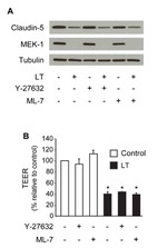 Claudin 5 Antibody in Western Blot (WB)