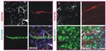 Claudin 5 Antibody in Immunohistochemistry (IHC)