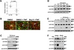 Claudin 5 Antibody in Immunocytochemistry (ICC/IF)