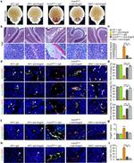 Claudin 5 Antibody in Immunohistochemistry (Frozen) (IHC (F))