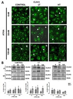 Claudin 8 Antibody in Western Blot, Immunocytochemistry (WB, ICC/IF)