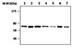 Coilin Antibody in Western Blot (WB)