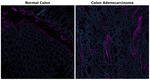Collagen IV Antibody in Immunohistochemistry (Paraffin) (IHC (P))
