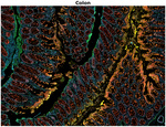 Collagen IV Antibody in Immunohistochemistry (Paraffin) (IHC (P))