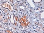 Complement C4d Antibody in Immunohistochemistry (Paraffin) (IHC (P))