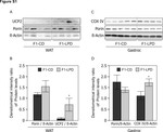 OxPhos Complex IV subunit IV Antibody in Western Blot (WB)