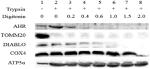 OxPhos Complex IV subunit IV Antibody in Western Blot (WB)