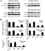 OxPhos Complex IV subunit IV Antibody in Western Blot (WB)