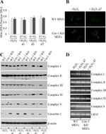 OxPhos Complex IV subunit IV Antibody in Western Blot (WB)
