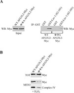 OxPhos Complex IV subunit IV Antibody in Western Blot (WB)