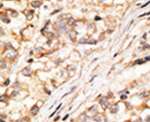 Connexin 36 Antibody in Immunohistochemistry (IHC)