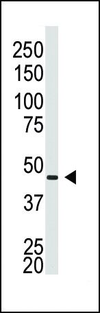 Connexin 40 Antibody in Western Blot (WB)