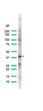 Connexin 43 Antibody in Western Blot (WB)