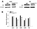 Connexin 30 Antibody in Western Blot (WB)