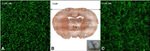 Connexin 36 Antibody in Immunohistochemistry, Immunocytochemistry (IHC, ICC/IF)