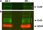 Connexin 36 Antibody in Western Blot (WB)
