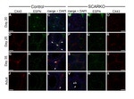Connexin 43 Antibody in Immunohistochemistry (IHC)