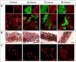 Connexin 43 Antibody in Immunohistochemistry (Frozen) (IHC (F))