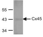 Connexin 45 Antibody in Western Blot (WB)